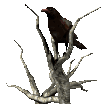crow